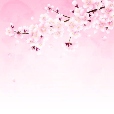 Kiraz çiçekleri ve pembe arka planda düşen yapraklar.