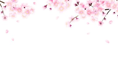 Beyaz arka planda kiraz çiçeği ve düşen taç yaprağı çerçevesi