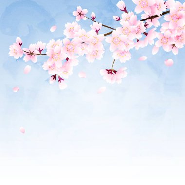 Mavi arka planda kiraz çiçekleri ve düşen yapraklar