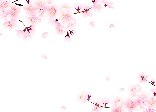 Frame Cherry Blossom Falling Petal White Background — Zdjęcie stockowe