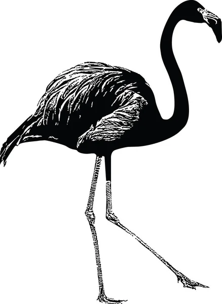 Flamingo Siyah Beyaz Görüntü — Stok Vektör