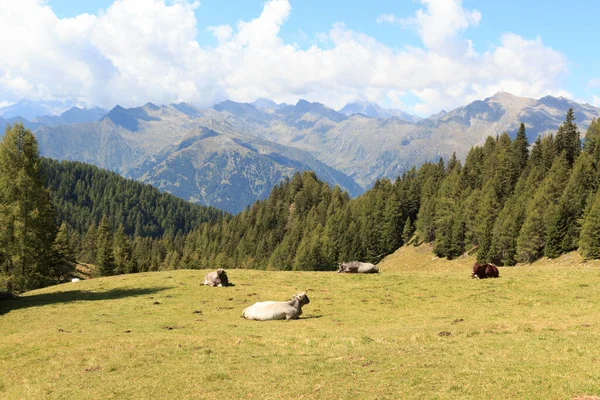 意大利南蒂罗尔Saltaus的山地全景和从Hirzer山看到的奶牛 — 图库照片