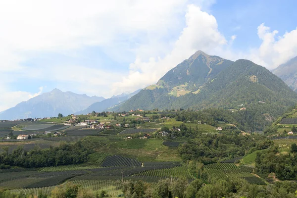 Panorama Met Zuid Tiroolse Appelplantages Wijngaarden Bergen Tirolo Zuid Tirol — Stockfoto