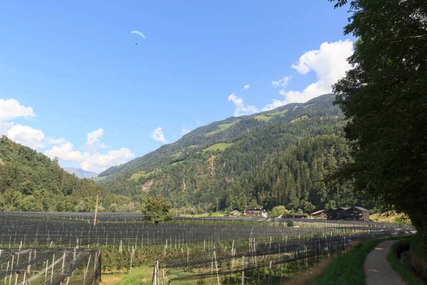 Parapentes Tandem Acima Plantação Maçãs Panorama Montanhoso Perto Saltaus Tirol — Fotografia de Stock