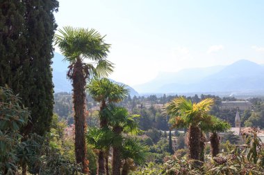 Tappeiner gezinti alanında palmiye ağaçları ve Merano 'da dağlar, Güney Tyrol, İtalya