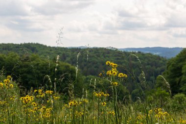 Franconian İsviçre, Almanya 'da Obertrubach yakınlarındaki tepeli panorama ve ormanlı sarı çiçeklerin yakın çekimi
