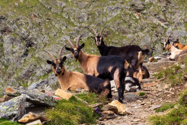Üç keçi (Yolcu Gebirgsziege) Texel grubunun dağlarındaki kameraya bakıyor, Güney Tyrol, İtalya