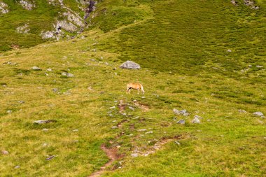 Texel Grubu, Güney Tyrol, İtalya 'da at otlatma