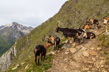 Keçiler (Gebirgsziege) ve Texel grubundan Hohe Weisse Zirvesi ile birlikte dağ manzarası, Güney Tyrol, İtalya