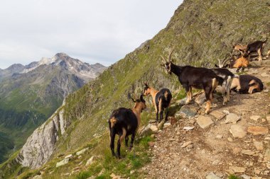 Keçiler (Gebirgsziege) ve Texel grubundan Hohe Weisse Zirvesi ile birlikte dağ manzarası, Güney Tyrol, İtalya