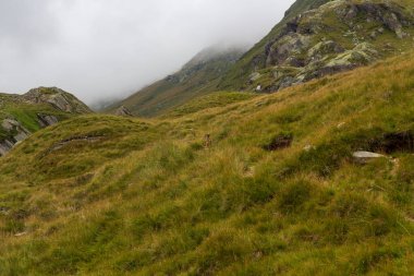 Güney Tyrol, İtalya 'daki Texel grubunun dağlarında dağ sıçanı.