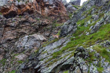 Güney Tyrol, İtalya 'daki Texel grubunun dağlarında kayaların üzerinde duran vahşi alp papağanları.