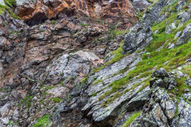 Güney Tyrol, İtalya 'daki Texel grubunun dağlarında kayaların üzerinde duran vahşi alp papağanları.