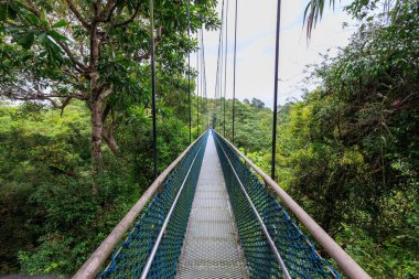 Asma köprüsü ve yağmur ormanı manzaralı HSBC Ağaç Tepesi Yürüyüşü Merkez Yakalama Doğa Rezervi, Singapur 'daki MacRitchie Barajı' nda.
