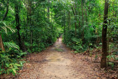 Hiking path through rainforest near MacRitchie Reservoir in Central Catchment Nature Reserve, Singapore