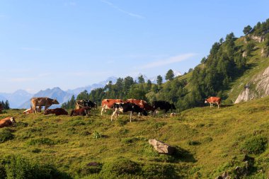 İsviçre 'nin İsviçre Alpleri' nde dağ manzarası önünde otlayan inek sürüsü.