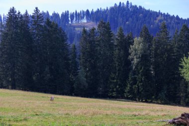 Bavyera Ormanı 'nda Falkenstein Ulusal Parkı' nda bir çayırda atlar ve Ludwigsthal (Lindberg) yakınlarında dağ manzarası