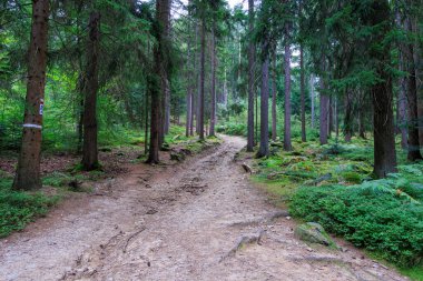 Osser Dağı 'na doğru yürüyüş yolu ve Almanya, Bavyera' da Lohberg yakınlarındaki Bavyera Ormanı 'nda ağaçlar