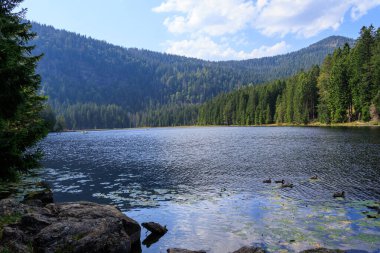 Grosser Gölü Arbersee, Almanya 'nın Bavyera Ormanı' ndaki ağaçlar ve dağ odunları