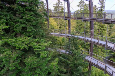Baumei gözlem kulesinin içindeki firavun ağaçları Almanya 'nın Bavyera Ormanı Ulusal Parkı' ndaki Treetop Walk 'da (Baumwipfelpfad)