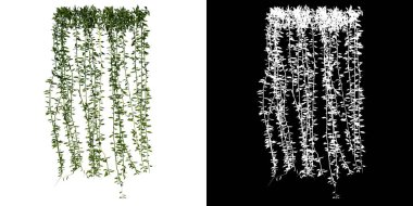 Bitki sarmaşığı 1 Ağaç png ön görünümü alfa kanalı ile kesme 3B görüntüleme