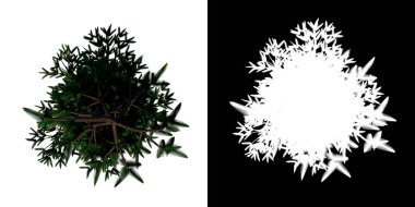 Ağlayan Norveç Ağlaması 1 Ağaç png 'nin üst görünümü alfa kanalı ile 3D görüntüleme ile kesilecek