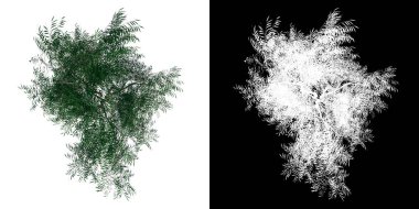 Bitki Söğüt Ağacı Salkımları Üst Görünümü 1 Ağaç png Alfa kanal ile kesme 3D görüntüleme