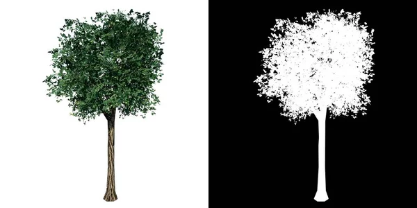 Vista Frontal Planta Tilia Árvore Fundo Branco Rendering Ilustracion — Fotografia de Stock