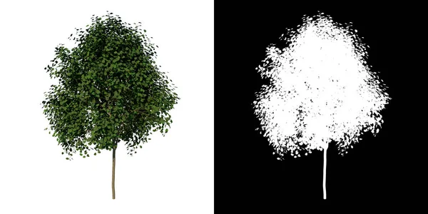 利用3D渲染的 通道切出幼树银林1号植物的前视图 — 图库照片