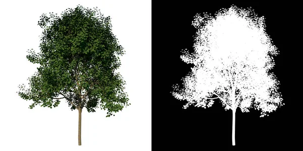 利用3D渲染技术实现有Alpha通道的幼树银林1号植树的前景 — 图库照片