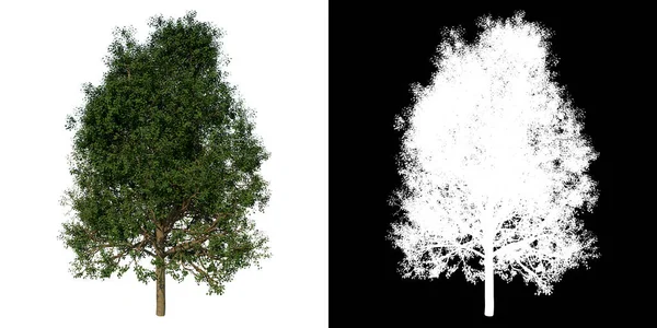 利用3D渲染技术实现有Alpha通道的树银林2号植物插槽的前视图 — 图库照片