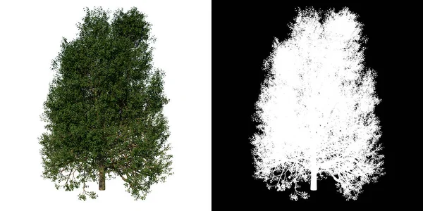 利用3D渲染技术实现的带有Alpha通道的树银林3号植物插槽的前视图 — 图库照片