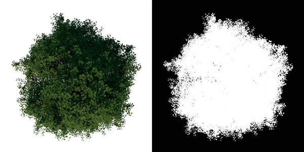 树青少年银林3号植物的顶部视图 有Alpha通道 用3D渲染切割 — 图库照片