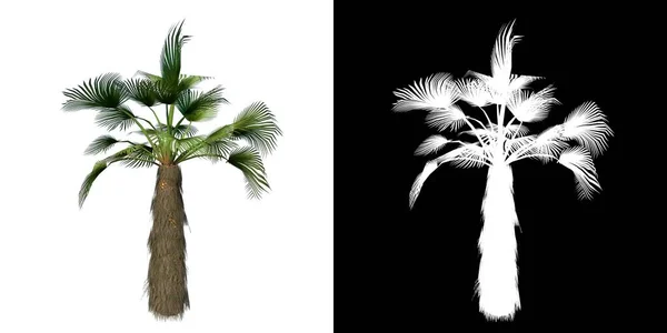 Přední Pohled Plant Trachycarpus Fortuni Chusan Palm Stromové Png Alfa — Stock fotografie
