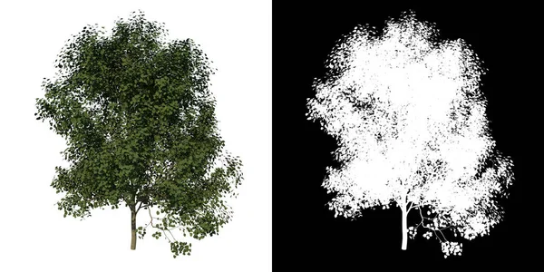 利用3D渲染的 通道切出幼树银林3号植物的前景 — 图库照片