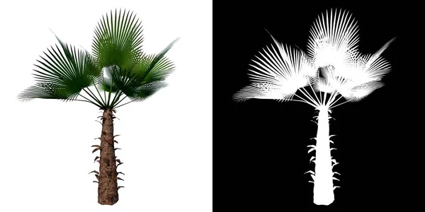 Frontansicht Von Plant Trachycarpus Fortunei Chinesische Windmühle Palme Tree Png — Stockfoto