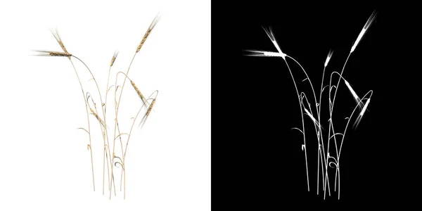 植物小麦のフロントビュー2 3Dレンダリングで作られたカットアウトアルファチャンネル付きのツリーPng — ストック写真