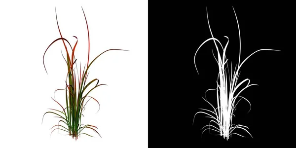 植物レッドグラス1のフロントビュー3Dレンダリングで作られたカットアウトアルファチャンネル付きツリーPng — ストック写真