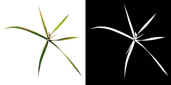 Vista Superior Plant Typha Grass Árbol Fondo Blanco Visualización Ilustración —  Fotos de Stock