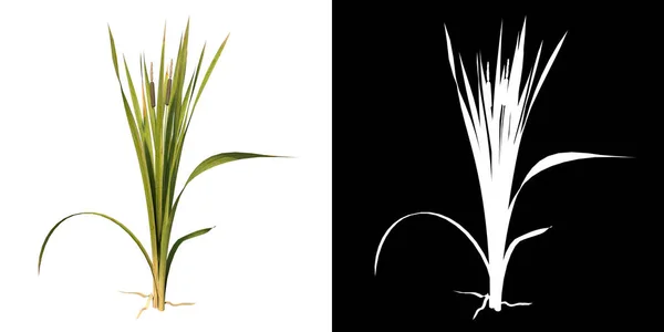 Vista Frontal Plant Typha Grass Árbol Fondo Blanco Visualización Ilustración — Foto de Stock