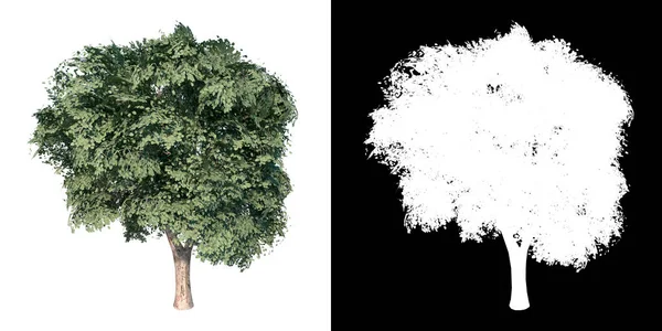 带有Alpha通道的植物Ulmus 1树Png到3D渲染切割的前视图 — 图库照片