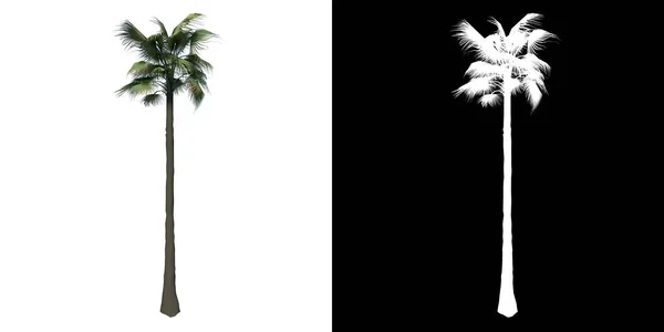 Vue Face Plante Washingtonia Filifera Palmier Ventilateur Désert Arbre Png — Photo