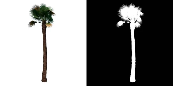 Vue Face Plante Washingtonia Filifera Desert Fan Palm Arbre Png — Photo