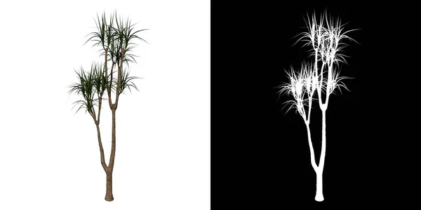 植物のフロントビューユッカ象形スピノレスユッカ1 3Dレンダリングで作られたカットアウトするアルファチャンネル付きツリーPng — ストック写真