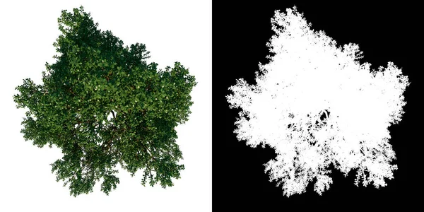 Baum Von Oben Gemeine Eiche Weißer Hintergrund Alpha Png Rendering — Stockfoto