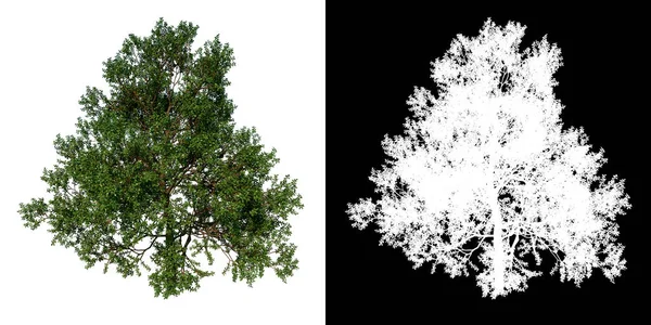 Üst Görünüm Ağacı Yaygın Meşe Ağacı Beyaz Arkaplan Alfa Png — Stok fotoğraf