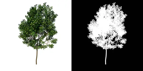 Árbol Vista Frontal Joven Common Oak Tree Fondo Blanco Alpha —  Fotos de Stock