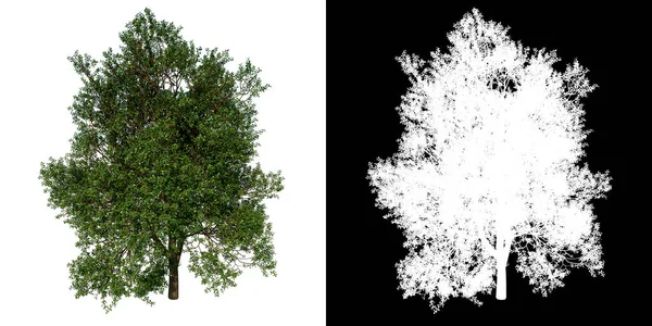 前视图树普通橡树2白色背景 Png 3D渲染3D Ilustracion — 图库照片