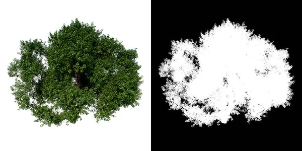 フロントビューツリー Adolentic Common Oakツリー3ホワイトバックアルファPng 3Dレンダリング3Dイラスト — ストック写真