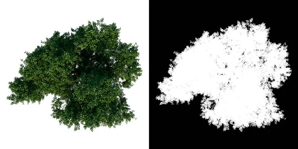 Top View Tree Common Oak Tree White Background Alpha Png — Stock Photo, Image